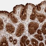 BRPF3 Antibody in Immunohistochemistry (Paraffin) (IHC (P))