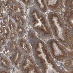 Muskelin Polyclonal Antibody