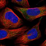 ITPA Polyclonal Antibody