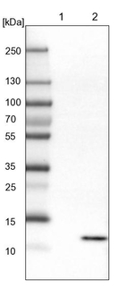 HRSP12 Antibody in Western Blot (WB)