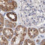 EFR3A Antibody in Immunohistochemistry (IHC)