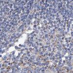 EFR3A Antibody in Immunohistochemistry (IHC)