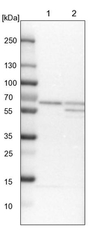 CoA Synthase Antibody in Western Blot (WB)