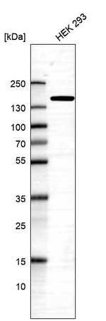 PFAS Antibody in Western Blot (WB)