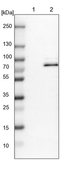 GARNL4 Antibody in Western Blot (WB)