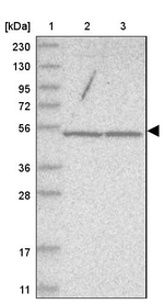 WDR85 Antibody in Western Blot (WB)