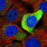 PRR15L Polyclonal Antibody