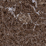 WIZ Antibody in Immunohistochemistry (Paraffin) (IHC (P))