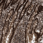 WIZ Antibody in Immunohistochemistry (Paraffin) (IHC (P))