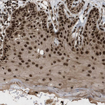 WIZ Antibody in Immunohistochemistry (Paraffin) (IHC (P))