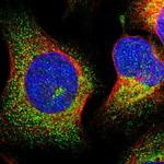 MRPL50 Polyclonal Antibody