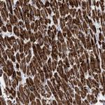 GGA3 Polyclonal Antibody