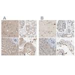 DCAF7 Antibody in Immunohistochemistry (IHC)