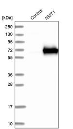 NMT1 Polyclonal Antibody