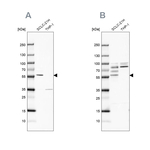 RIPX Antibody in Western Blot (WB)
