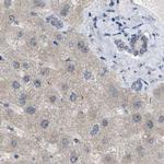 DCAF7 Antibody in Immunohistochemistry (IHC)