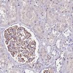 TSGA13 Antibody in Immunohistochemistry (Paraffin) (IHC (P))