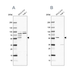 RIPX Antibody in Western Blot (WB)