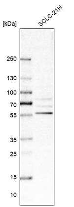 RIPX Antibody in Western Blot (WB)