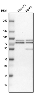 RIPX Antibody in Western Blot (WB)