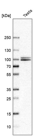 NBR1 Antibody in Western Blot (WB)