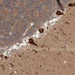 C17orf53 Antibody in Immunohistochemistry (Paraffin) (IHC (P))