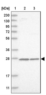 MRPS7 Antibody in Western Blot (WB)