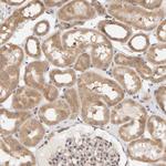DNAJC7 Antibody in Immunohistochemistry (Paraffin) (IHC (P))