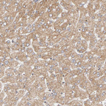 DNAJC7 Antibody in Immunohistochemistry (Paraffin) (IHC (P))
