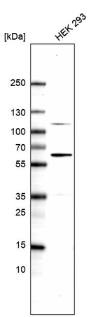DNAJC7 Antibody in Western Blot (WB)