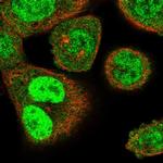 SLFN11 Antibody in Immunocytochemistry (ICC/IF)
