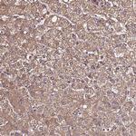 VMO1 Antibody in Immunohistochemistry (Paraffin) (IHC (P))