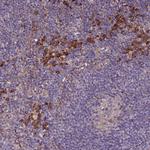 VMO1 Antibody in Immunohistochemistry (Paraffin) (IHC (P))