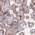 VMO1 Antibody in Immunohistochemistry (Paraffin) (IHC (P))