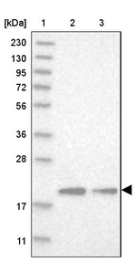 MRPL12 Antibody in Western Blot (WB)