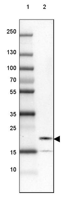 UBALD2 Antibody in Western Blot (WB)