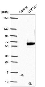 CUEDC1 Antibody in Western Blot (WB)