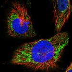 MRPL38 Polyclonal Antibody