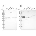 MRPL38 Antibody in Western Blot (WB)