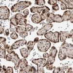ZNF521 Antibody in Immunohistochemistry (IHC)