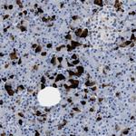 SLN13 Polyclonal Antibody