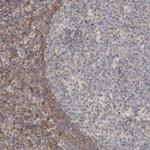 FAN Polyclonal Antibody