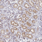 ZNF526 Antibody in Immunohistochemistry (Paraffin) (IHC (P))
