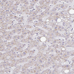 ZNF526 Antibody in Immunohistochemistry (Paraffin) (IHC (P))