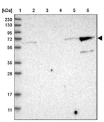 KLHL26 Antibody in Western Blot (WB)