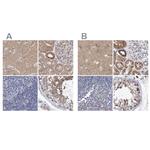 EFR3A Antibody in Immunohistochemistry (IHC)