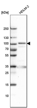 EFR3A Antibody in Western Blot (WB)