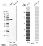 HID1 Antibody in Western Blot (WB)