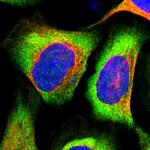 eIF3h Antibody in Immunocytochemistry (ICC/IF)