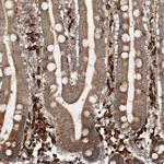 eIF3h Antibody in Immunohistochemistry (Paraffin) (IHC (P))